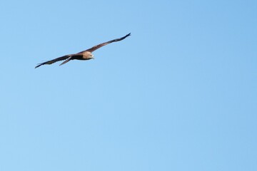Pictures of birds living in nature