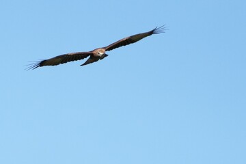 Pictures of birds living in nature