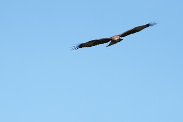 Pictures of birds living in nature