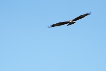 Fototapeta premium Pictures of birds living in nature