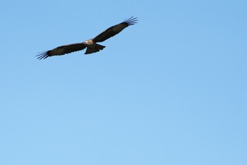 Pictures of birds living in nature