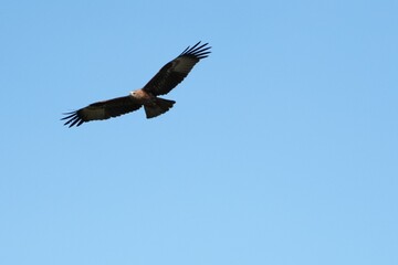 Pictures of birds living in nature