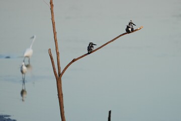 Pictures of birds living in nature