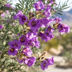 Desert willow hybrid w/ purple flowers