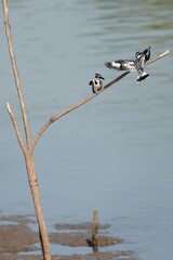 Pictures of birds living in nature