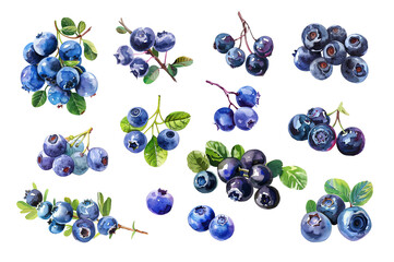 Blueberries watercolor set. Transparent background. Can be used for postcards, stickers, encyclopedias, menus, ingredients of dishes.