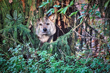 Europäischer Wolf ( Canis lupus ).