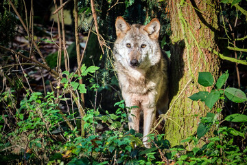 Europäischer Wolf ( Canis lupus ).