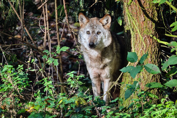 Europäischer Wolf ( Canis lupus ).
