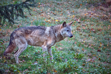 Europäischer Wolf ( Canis lupus ).