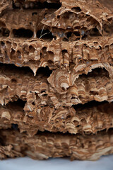A multi-layered hornet's nest in a disassembled state. Dangerous neighborhood with wasps. Vertical photo