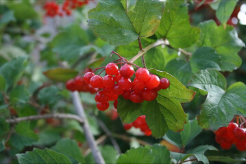 Red viburnum in Pirogovo Park, Kyiv, Ukraine