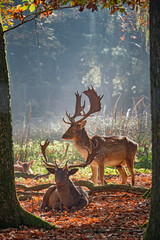 Damhirsche ( Dama dama ).