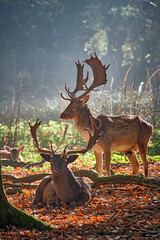 Damhirsche ( Dama dama ).