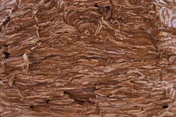 View of the wall of a hornet's nest. Background texture.