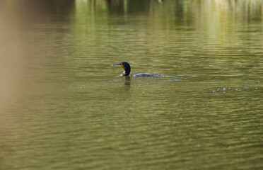 Cormorant in the lake, cormorant surrounding of green water, Cormorant in the pond, plants are reflected in the shimmering green lake