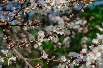 spring flowering of flowers on a tree, white flowers on a tree