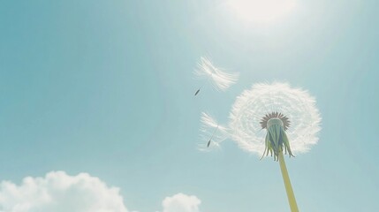 Fototapeta premium Dandelion seeds blowing in the wind against a bright blue sky.