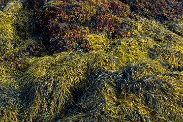 Seaweed in sunlight at beach