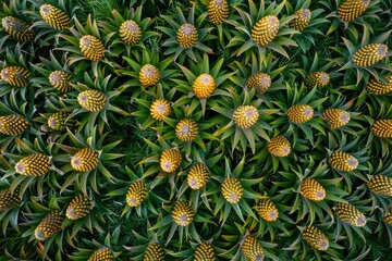 Fototapeta premium A dense collection of young pineapples growing together