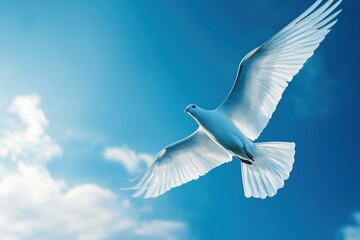 Obraz premium White dove flying in blue sky symbolizing hope and peace