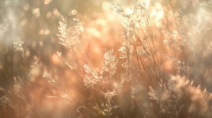 Golden light glimmers on meadow grasses nature scene soft focus tranquil environment warm colors serene concept