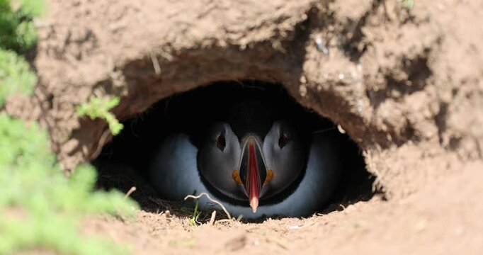 A Puffin in its burrow turning its hear from one side to another