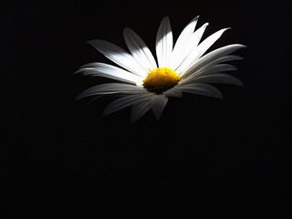 Single daisy flower blooming in dark background