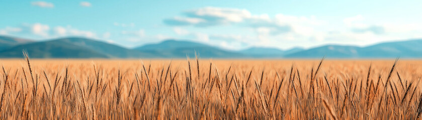 Obraz premium Golden wheat field under clear blue sky with distant mountains
