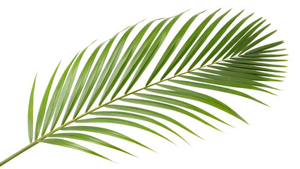 Obraz premium Minimalist Palm Leaf PNG