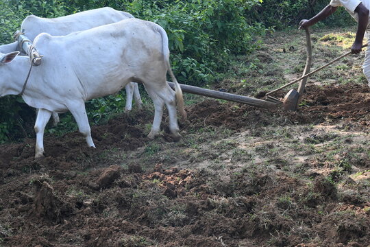 Farmer running a Wooden plow in his field.  The farmer is preparing his field for sowing. A old indian farmer running a plow with an ox. Agriculture activity.