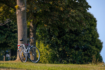 Bike Leaned Against a Tree