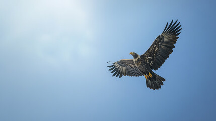 Fototapeta premium Majestic eagle soaring through clear blue sky, showcasing its wingspan