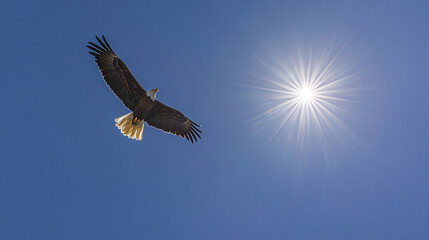 Obraz premium Soaring bald eagle under bright blue sky with radiant sun above