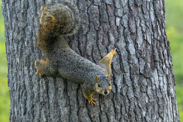 squirrel on a tree preparing  to jump 