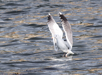 seagull in flight