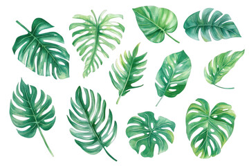 Watercolor Collection Of Tropical Monstera Leaves, on transparent background