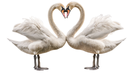 A pair of swans forming a heart shape with their necks, isolated on white background, cut out