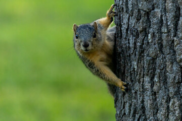 Squirrel on a tree staring at photographer