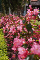 Pink flowers make me fall in love