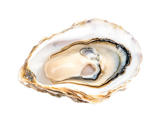 Naklejka premium fresh oyster on white background