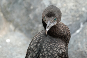 close up of a bird
