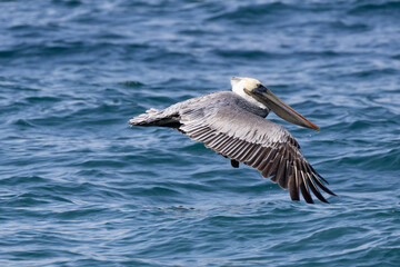 pelican in flight