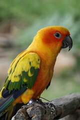 Yellow and green lovebird