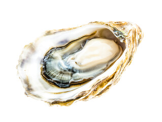 oyster shell on white background