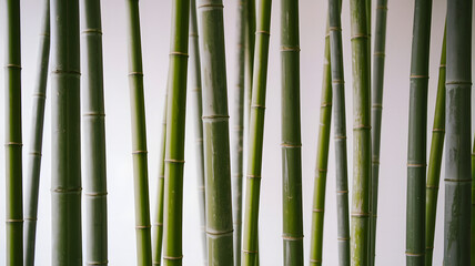 Obraz premium A photo of bamboo shoots in a white background.