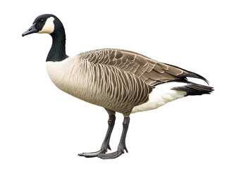 goose