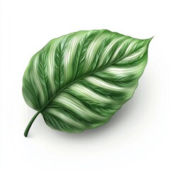 Stylized Calathea Leaf in Matte 3D Cartoon Design on White Background
