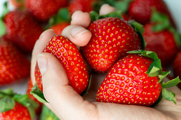 Female hand holding a ripe organic strawberry, harvesting