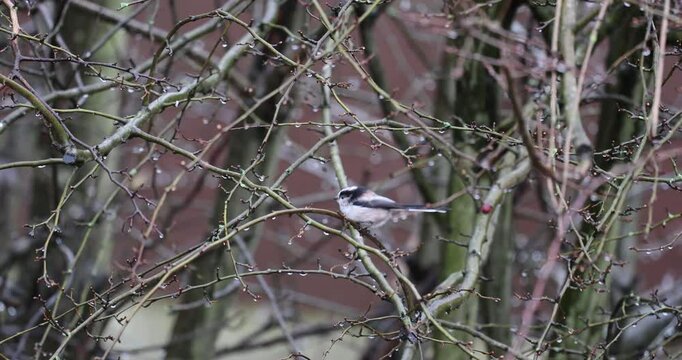 Long tailed tit jumping between branches